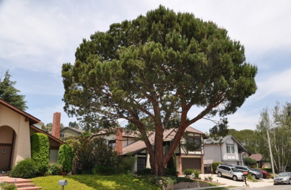 Ranting-ranting pohon pinus untuk menciptakan nuansa alami